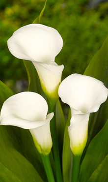 X 25 ZANTEDESCHIA CRYSTAL CLEAR 14/16