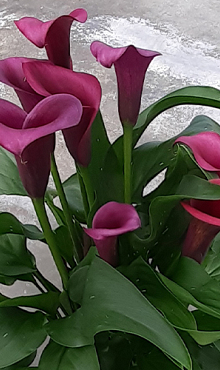 X 25 ZANTEDESCHIA DURBAN 14/16