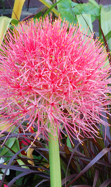 X 10 SCADOXUS MULTIFLORUS 16/18