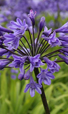 X 25 AGAPANTHUS BLACK BUDDHIST 1/2