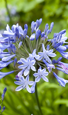 X 25 AGAPANTHUS BLUE GIANT 1/2