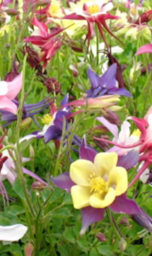 X 25 AQUILEGIA MIX I