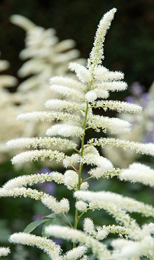 X 25 ASTILBE JAPONICA WASHINGTON 2/3