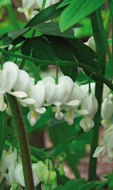 X 25 DICENTRA SPECTABILIS ALBA 2/3