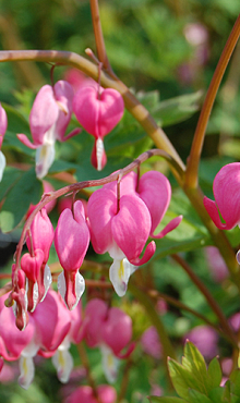 X 25 DICENTRA SPECTABILIS 2/3