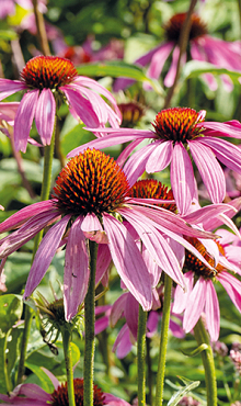 X 25 ECHINACEA PURPUREA  I