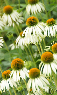 X 25 ECHINACEA WHITE SWAN  I