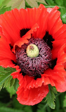 X 25 PAPAVER TURKENLOUIS I