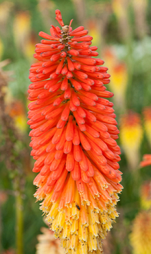 X 25 TRITOMA (KNIPHOFIA) ALCAZAR I