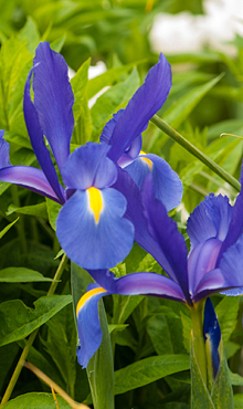 IRIS HOLLANDICA BLUE MAGIC