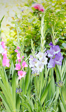 X 100 GLADIOLUS PASTEL MIX  12/14