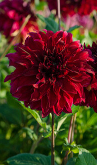 X 10 DAHLIA BOHEMIAN SPARTACUS I