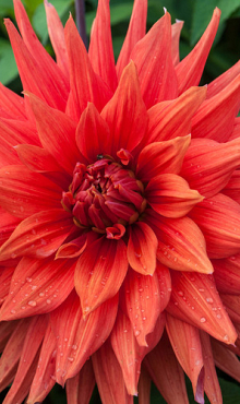 X 10 DAHLIA COLOR SPECTACLE I