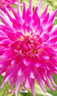 X 10 DAHLIA DUTCH EXPLOSION I