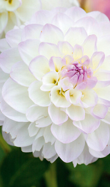 X 10 DAHLIA EVELINE I