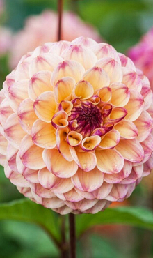 X 10 DAHLIA WINE EYED JILL I