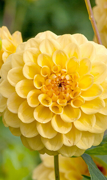 X 10 DAHLIA GOLDEN SCEPTER I