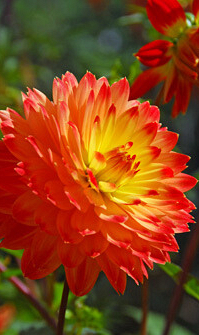 X 10 DAHLIA PROCYON I