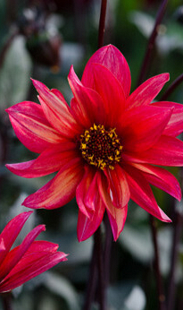 X 10 DAHLIA WALTZING MATHILDA I