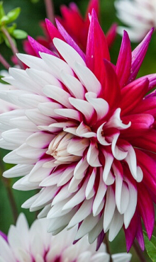 X 10 DAHLIA REBECCA'S WORLD I