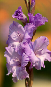 X 100 GLADIOLUS MILKA 12/14