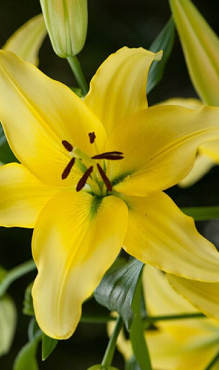 X 50 LILIUM YELLOW POWER 14/16