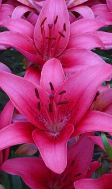 X 50 LILIUM PINK COUNTY 14/16