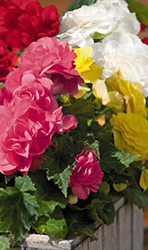 X 25 BEGONIA GRANDIFLORA MIX 5/6