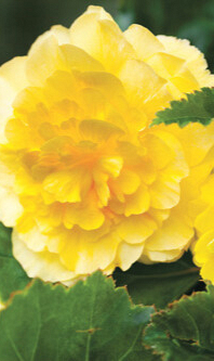 X 25 BEGONIA GRANDIFLORA YELLOW 5/6