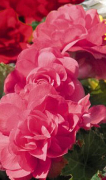 X 25 BEGONIA GRANDIFLORA PINK 5/6