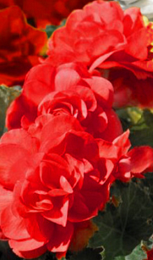 X 25 BEGONIA GRANDIFLORA RED 5/6