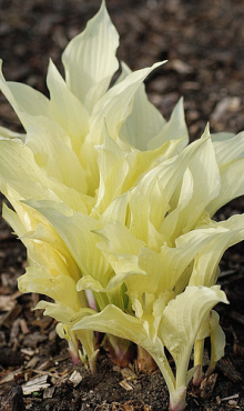 X 25 HOSTA WHITE FEATHER I