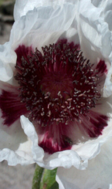 X 25 PAPAVER PERRYS WHITE I