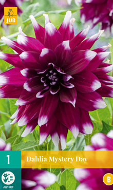 X 1 DAHLIA MYSTERY DAY I