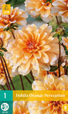 X 1 DAHLIA ORANGE PERCEPTION I