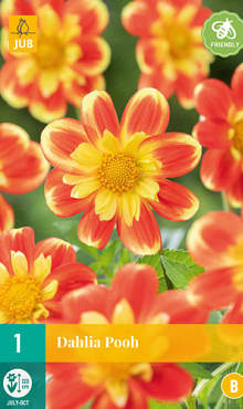 X 1 DAHLIA POOH I
