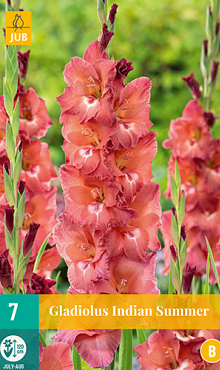 X   7 GLADIOLUS INDIAN SUMMER 12/14