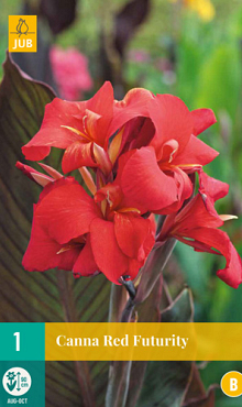 X   1 CANNA RED FUTURITY I