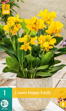 X   1 CANNA HAPPY EMILY® I