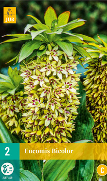 X   2 EUCOMIS BICOLOR 14/16