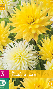 X 3 DAHLIA LUMIERE DU SOLEIL I