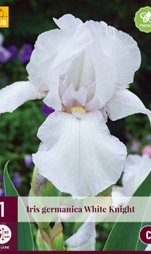 X 1 IRIS GERMANICA WHITE KNIGHT I