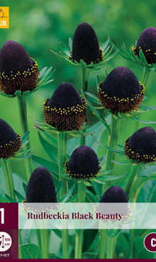 X 1 RUDBECKIA BLACK BEAUTY I