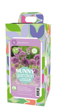 X 1 BOX SUNNY GARDEN 4 ALLIUM MILLENIUM I