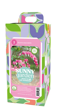X 1 BOX SUNNY GARDEN 3 DICENTRA PINK 2/3