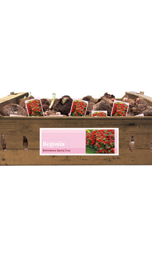 X 40 BEGONIA SANTA CRUZ INCL. LABEL 24/28
