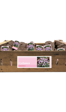 X 30 CYCLAMEN HEDERIFOLIUM INCL. LABEL 35/+