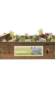X 20 AGAPANTHUS BLAUW INCL. LABEL TOP