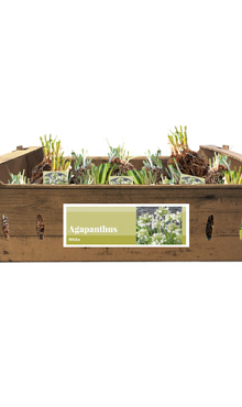 X 20 AGAPANTHUS WIT INCL. LABEL TOP