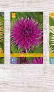 X  75 DAHLIA CACTUS - A I